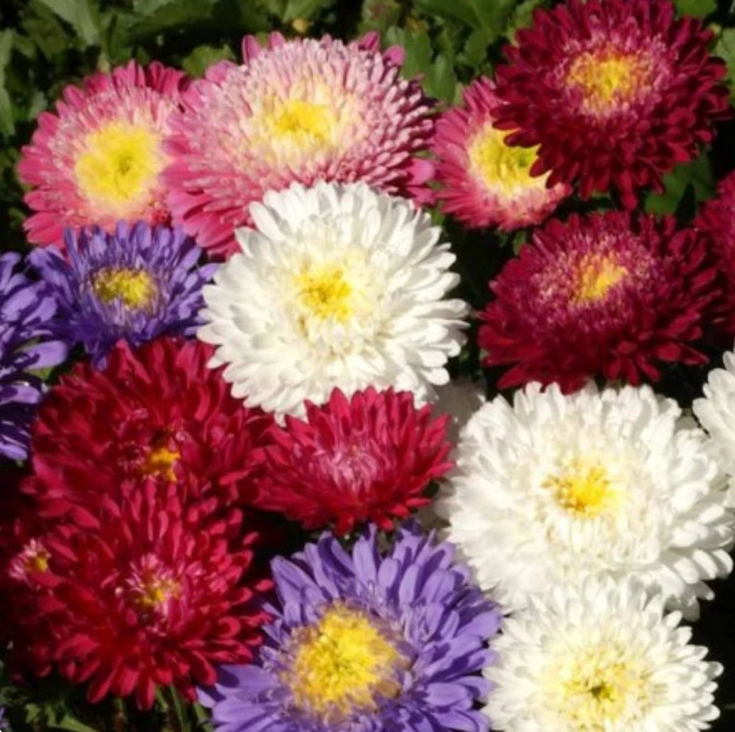 Aster Powder Puff Callistephus White Pink Purple Flower Seeds