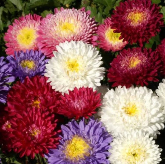 Aster Powder Puff Callistephus White Pink Purple Flower Seeds