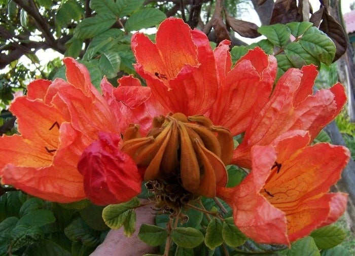 African Tulip Spathodea Campanulata Flowering Tree Seeds