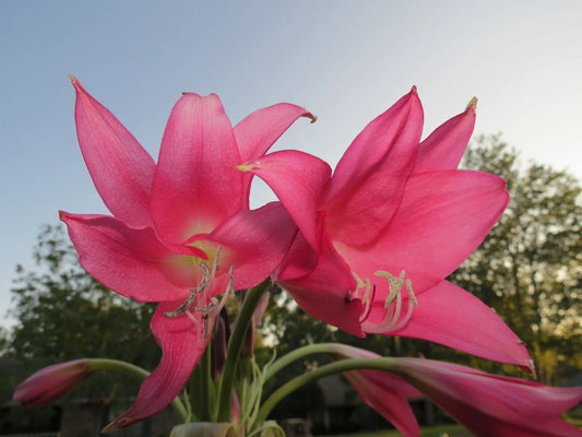 Crinum Lily Mrs – Garden Flower Seeds for Planting