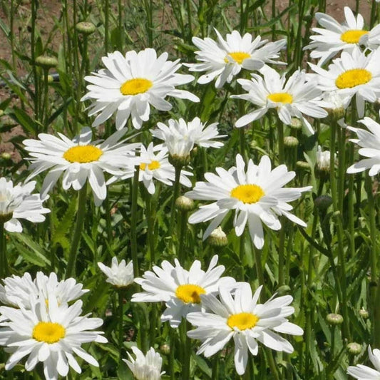 Alaska Shasta Daisy Leucanthemum – Hardy Wildflower Garden Seeds