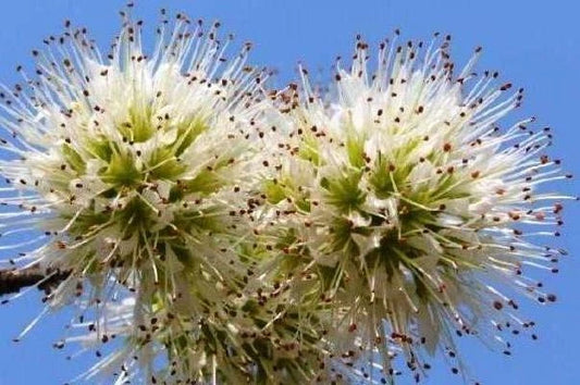 Combretum Mossambicense Fragrant Hardy Creeper Shrub Seeds