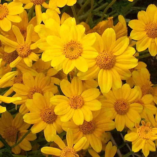 Oregon Sunshine – Bright Wildflower Garden Seeds