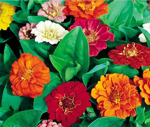 Zinnia Thumbelina Dwarf Mixed Colors Zinnia Elegans – Colorful Garden Flower Seeds