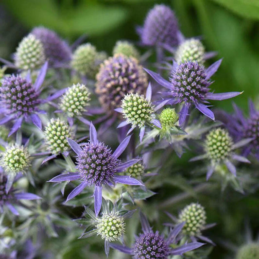Sea Holly Deep – Garden Flower Seeds for Planting