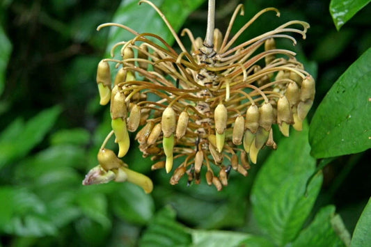 Sea Bean Mucuna Holtonii – Climbing Woody Vine Seeds