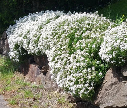Candytuft White Iberis Sempervirens Perennial Garden Flower Seeds