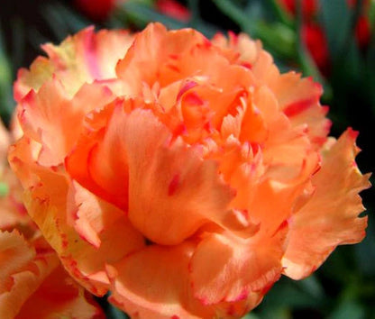 Carnation Dianthus Caryophyllus – Chabaud Orange Flower Seeds
