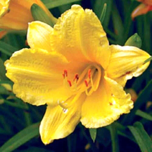 Happy Returns Daylily Hemerocallis Perennial Garden Flower Seeds