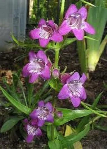 Grandifora Purple Beardtongue – Perennial Flower Seeds for Planting