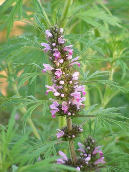 Leonurus Artemisia Plant + Flower Seeds for Planting