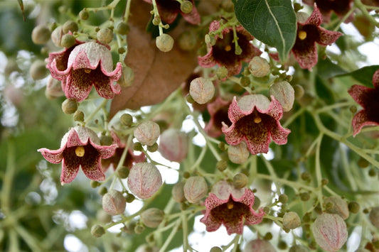Kurrajong Brachychiton Populneus – Flowering Bottle Tree Seeds