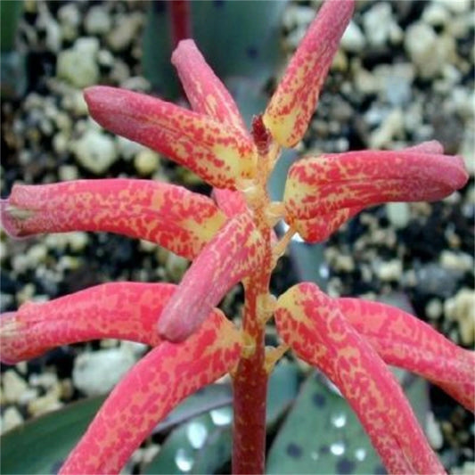 Lachenalia Rubida South African Bulbous Flower Seeds