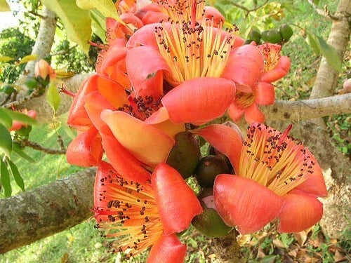 Bombax Ceiba Red Silk Cotton Tree Seeds