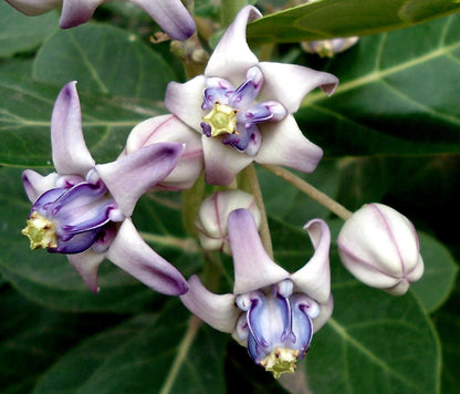 Calotropis Gigantea Giant Milkweed Shrub Seeds