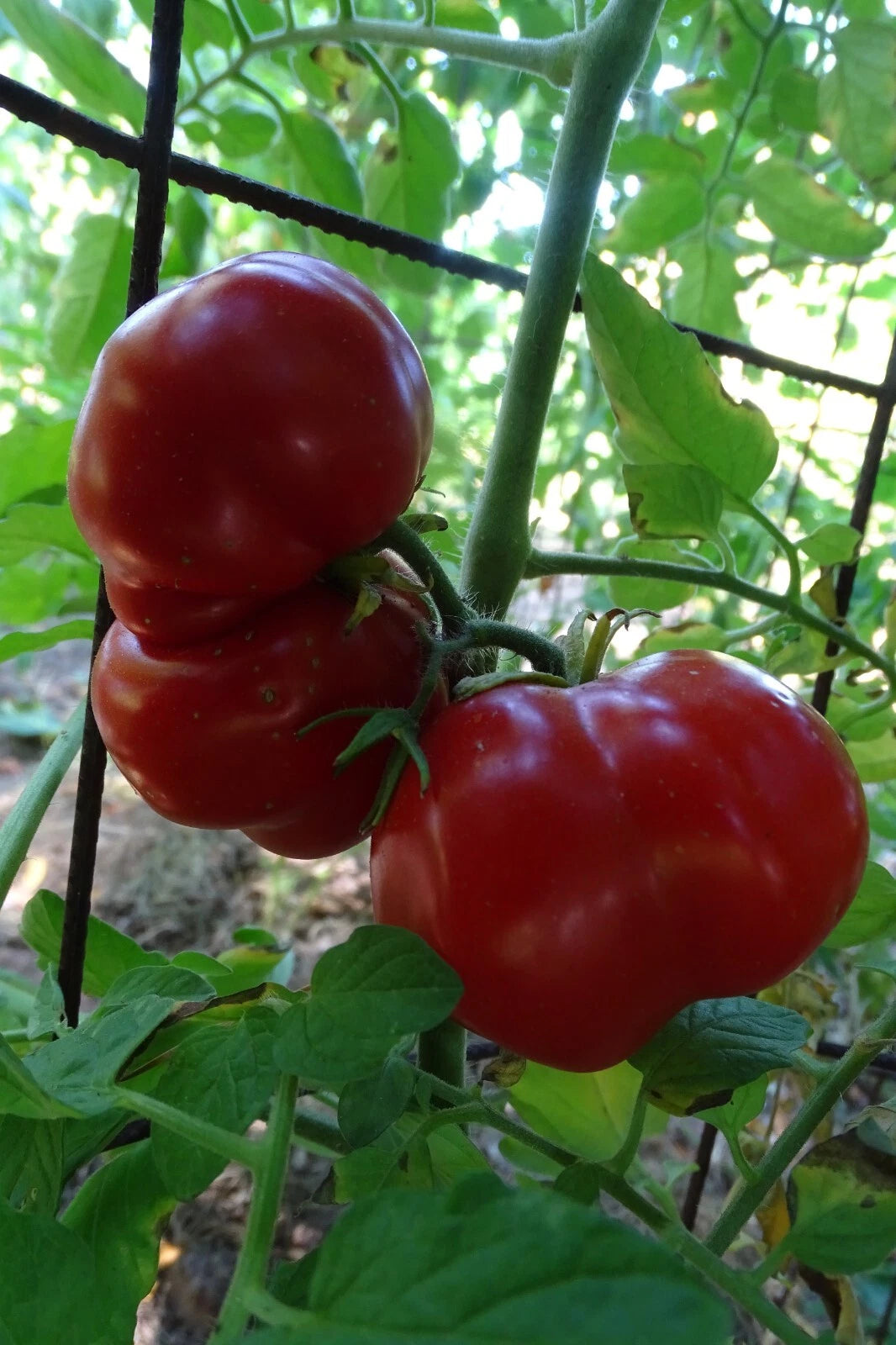 Costoluto Pesarese Tomato – Heirloom Vegetable Garden Seeds