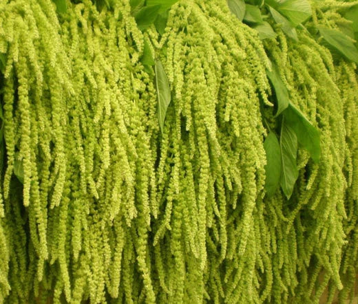 Amaranthus Love Lies Bleeding Green Amaranthus Caudatus – Colorful Garden Flower Seeds