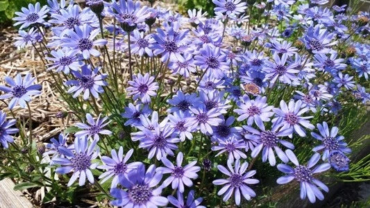 True Blue Felicia Heterophylla Perennial African Daisy Flower Seeds
