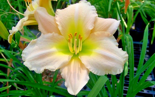 Joan Senior Daylily Hemerocallis Perennial Flower Seeds