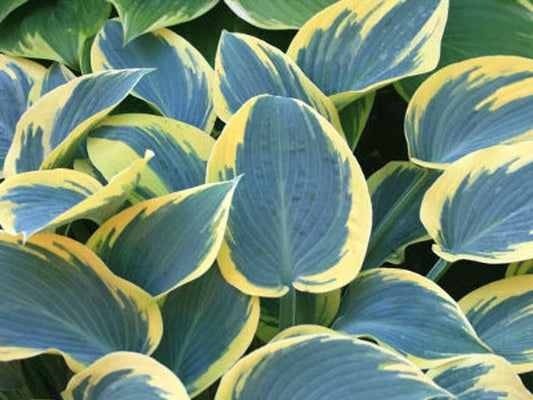 First Frost Hosta Perennial Garden Flower Seeds