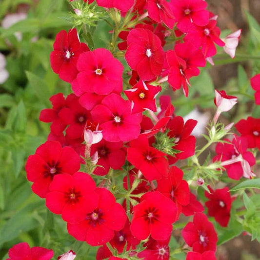 Red Drummond Phlox – Colorful Wildflower Garden Seeds