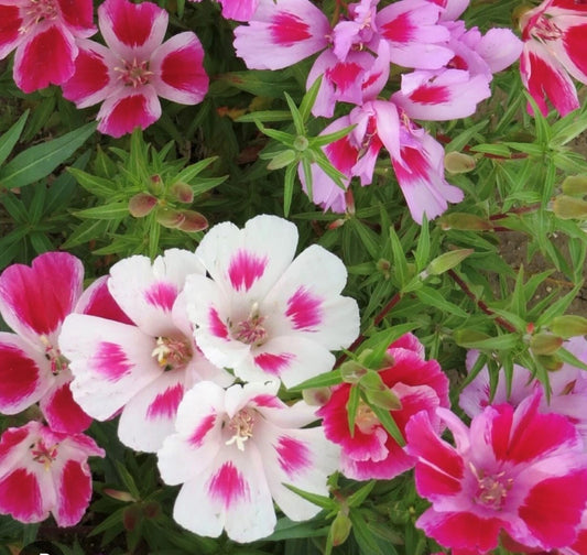 Farewell To Spring Colorful Garden Flower Seeds