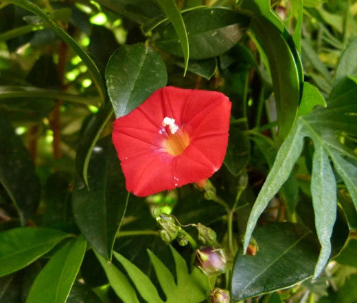 Cardinal Climber Ipomoea Multifida – Climbing Garden Flower Seeds