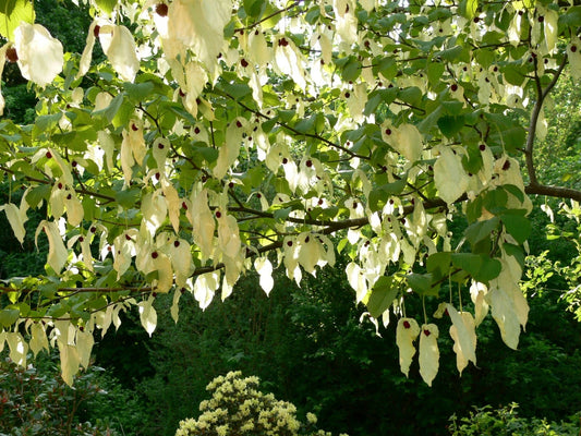 Davidia Involucrata Hardy Dove Handkerchief Tree Seeds