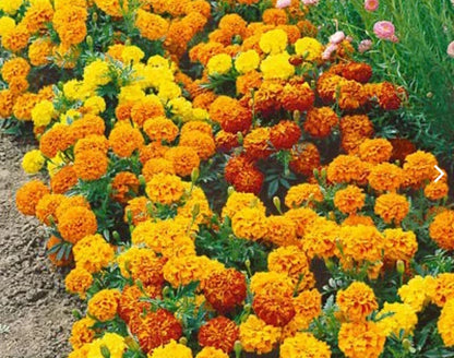 Sparky Mix French Marigold Colorful Double Flower Garden Seeds