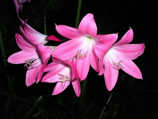 Crinum Lily Bradley Medium-size Bulb New - Flower Seeds