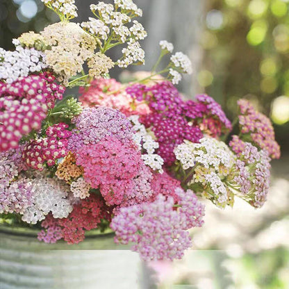 Yarrow Achillea Millefolium Pastel Mix Flower Seeds