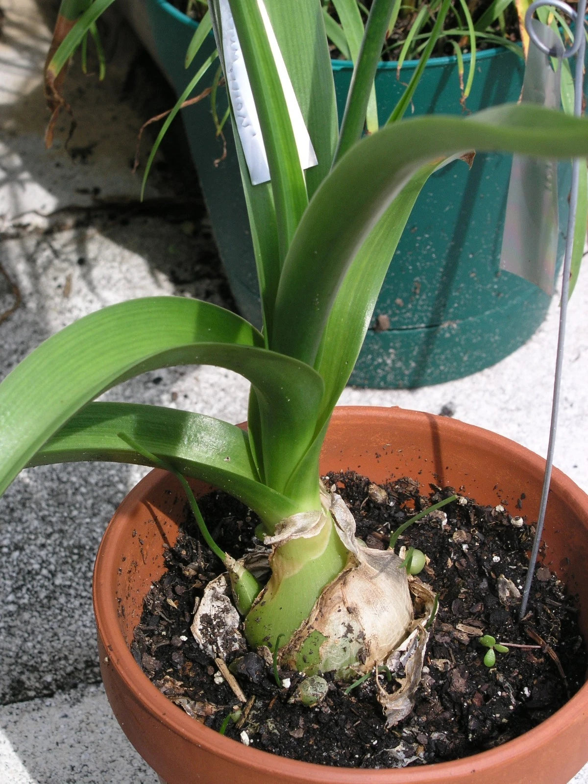 Ornithogalum Caudatum Sea Onion Pregnant Onion - Vegetable Seeds
