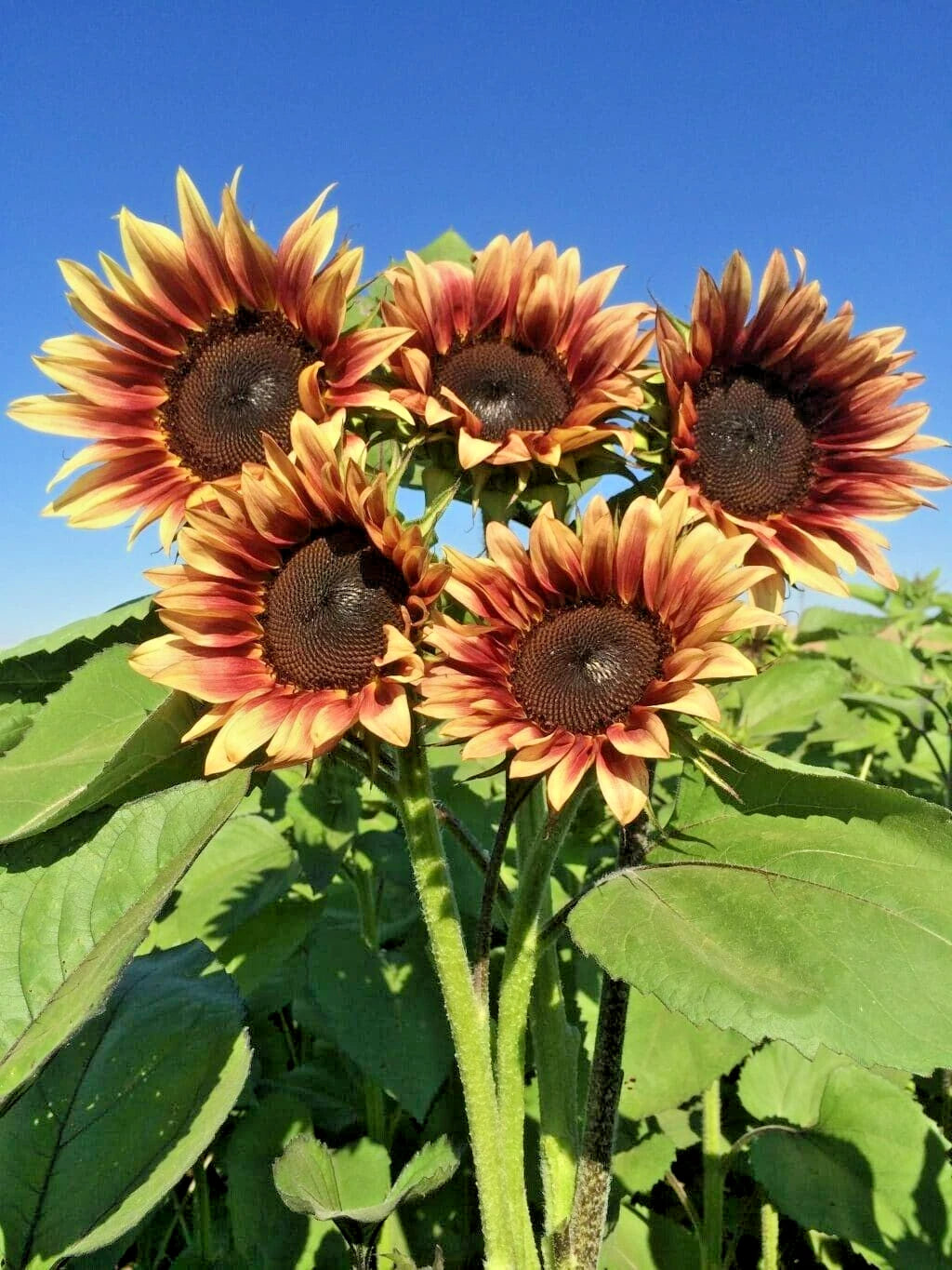 Procut Plum Sunflower Helianthus Annuus Colorful Garden Flower Seeds
