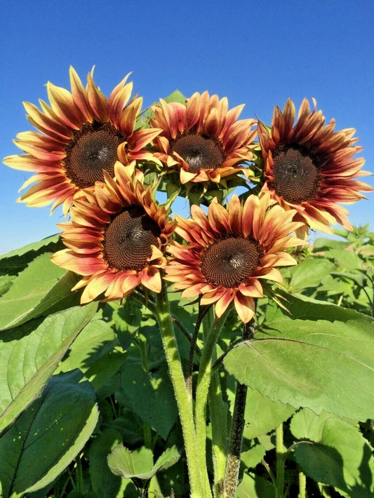 Procut Plum Sunflower Helianthus Annuus Colorful Garden Flower Seeds