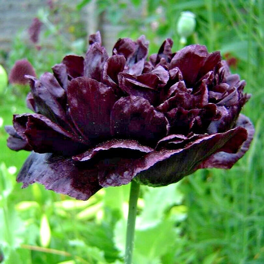 Black Tree Peony Paeonia Suffruticosa Perennial Flower Seeds