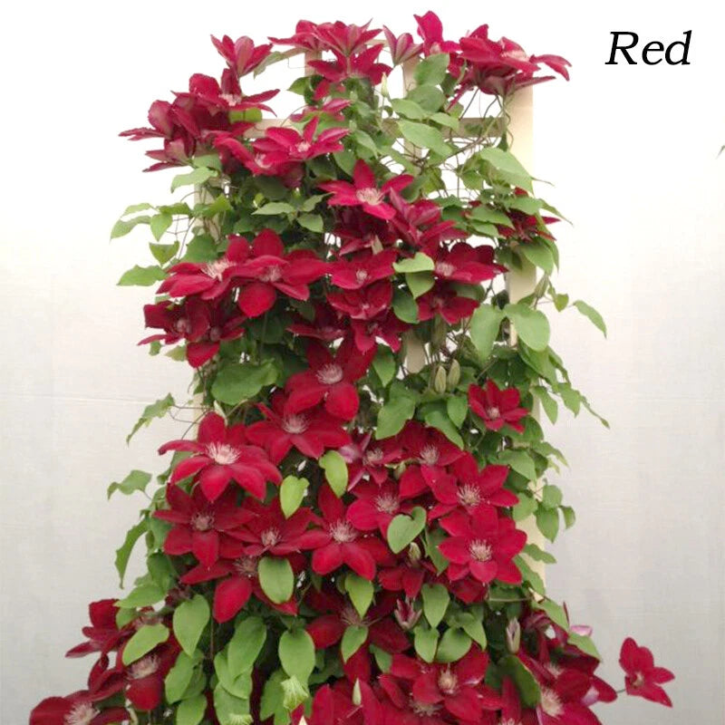 Clematis Pcs Seedscultivates – Climbing Flower Seeds