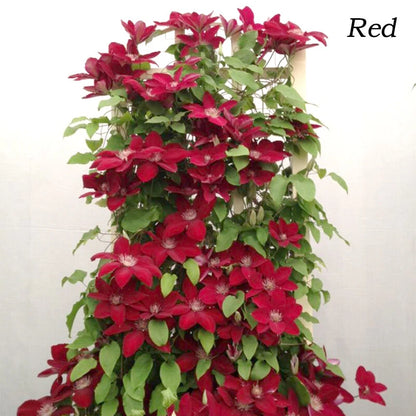 Clematis Pcs Seedscultivates – Climbing Flower Seeds