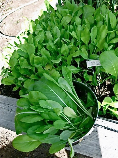 Komatsuna Japanese Green – Garden Flower Seeds for Planting