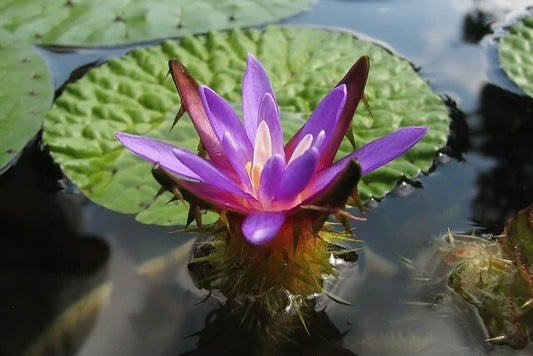 Prickly Water Lily Euryale Ferox Aquatic Edible Pond Seeds