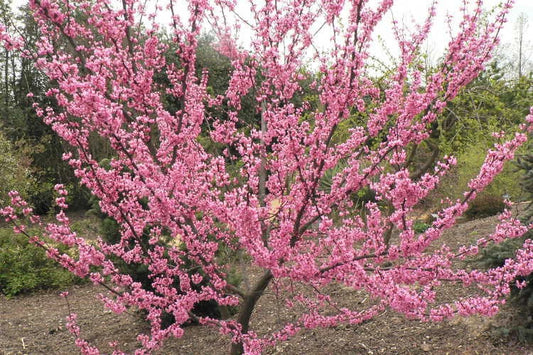 Tennessee Pink Redbud Cercis Canadensis – Flowering Tree Garden Seeds