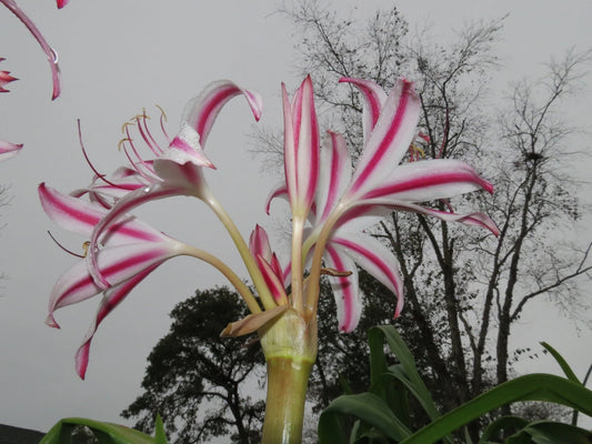 Crinum Lily Marisco Large Blooming-Size Bulb New