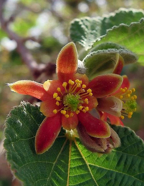 Grewia Villosa – Edible Mallow Raisin Shrub Seeds