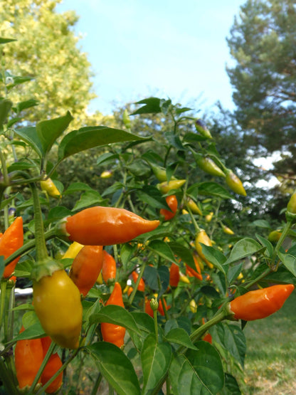 Habanero de Arbol – Spicy Vegetable Garden Seeds