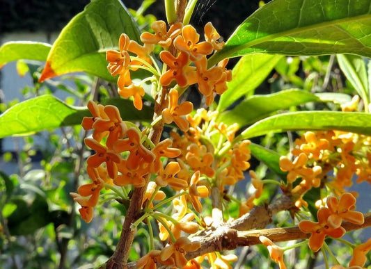 Sweet Tea Olive Osmanthus Fragrans Evergreen Shrub Garden Seeds