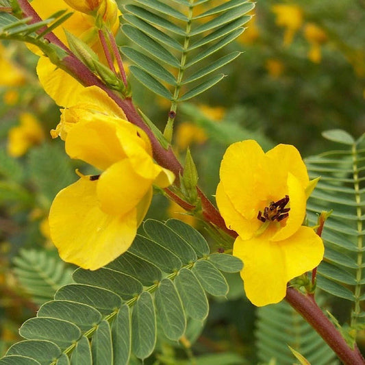 Partridge Pea – Colorful Wildflower Seeds