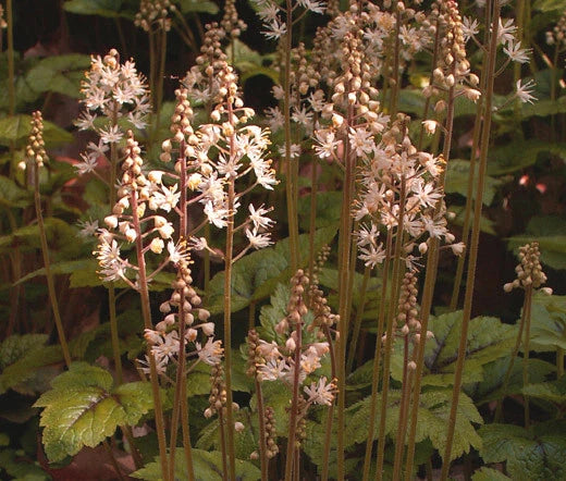 Foamflower Tiarella Wherryi Shade Perennial Flower Seeds