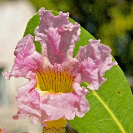 Pink Trumpet Tree Tabebuia Heterophylla – Flowering Tree Seeds