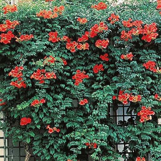 Red Trumpet Vine Campsis Radicans Hummingbird Attracting Flower Seeds