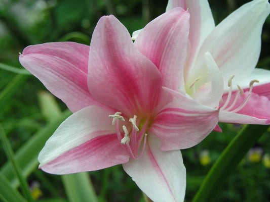 Crinum Lily Carnival – Garden Flower Seeds for Planting