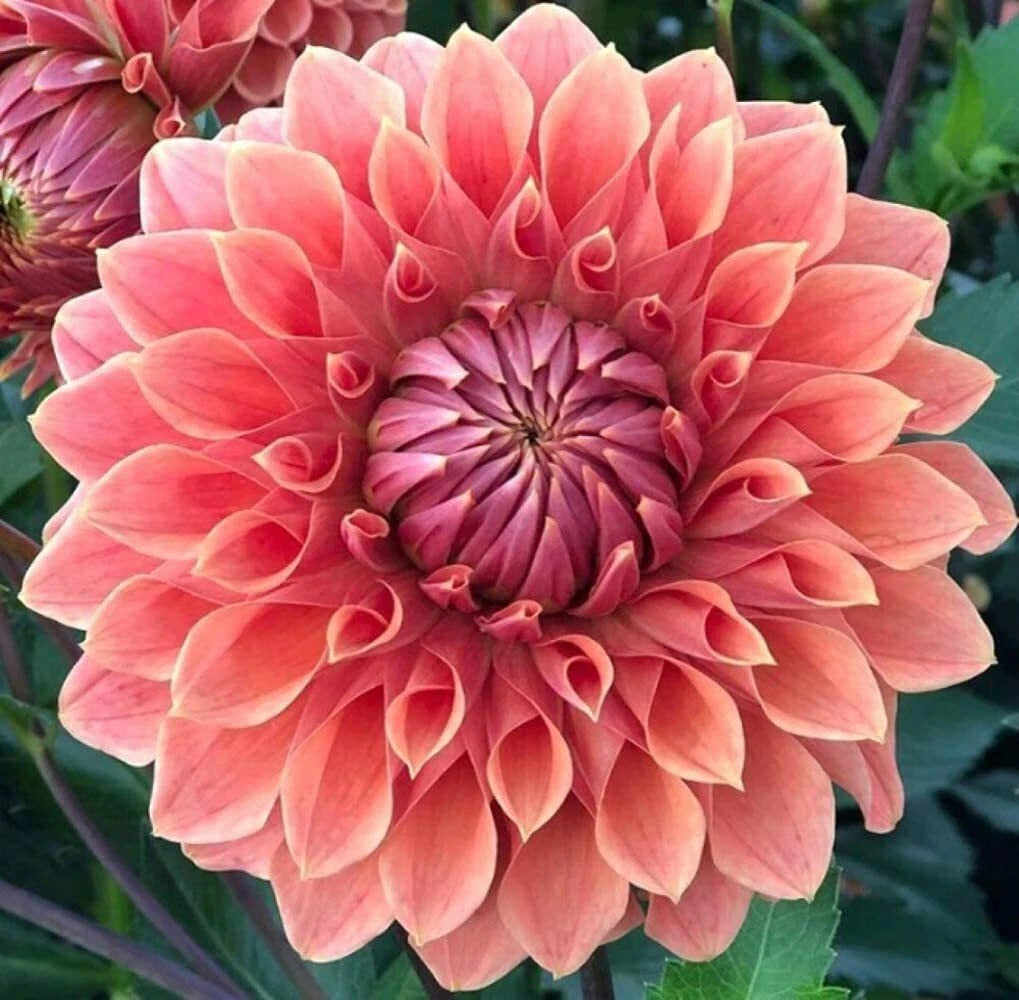 Dahlia Exotic Mix – Colorful Flower Seeds